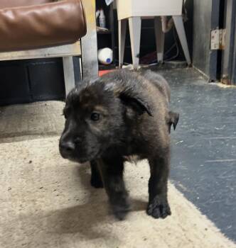The Three Amigos -  Labrador Retriever and Bearded Collie Dog for Adoption in Muskogee, Oklahoma - The Three Amigos | PetCurious