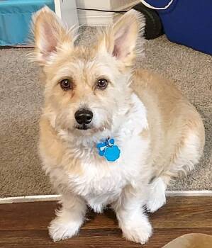 Rescue Corgi and Havanese Dogs for Adoption in Fort Collins, Colorado - Buster Brown | PetCurious