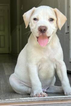 Rescue Mixed Breed Dogs for Adoption in Mount Pleasant, South Carolina - Hawk | PetCurious