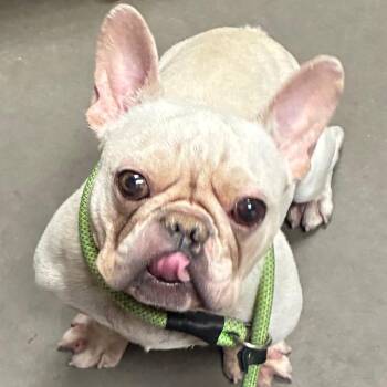 Dune -  French Bulldog Dog for Adoption in Yuma, Arizona - Dune | PetCurious