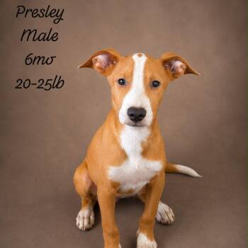 PRESLEY (out of town) -  Mixed Breed Dog for Adoption in New York, New York - PRESLEY (out Of Town) | PetCurious