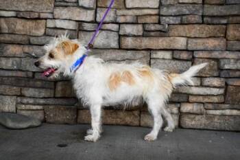 Hero -  Parson Russell Terrier and Poodle Dog for Adoption in Yakima, Washington - Hero | PetCurious