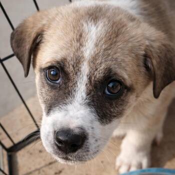 Maru -  Mixed Breed Dog for Adoption in Bend, Oregon - Maru | PetCurious