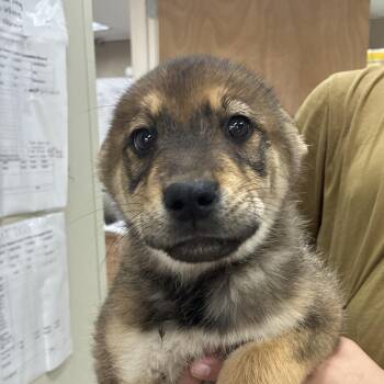 Australian Shepherd Dogs Available for Adoption - NY Tom Selleck Avail Mar 21 (Tractor Supply Patterson NY) | PetCurious