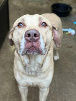 Memphis -  Labrador Retriever Dog for Adoption in Chicago, Illinois - Memphis | PetCurious