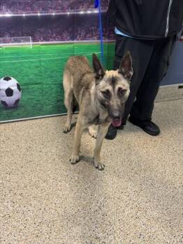 BENJI -  Belgian Shepherd Malinois Dog for Adoption in Doral, Florida - BENJI | PetCurious