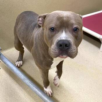 Jar Head -  Pit Bull Terrier Dog for Adoption in Monroe, Georgia - Jar Head | PetCurious