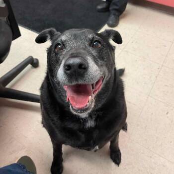 Pearl D11732 -  Labrador Retriever and German Shepherd Dog Dog for Adoption - Pearl D11732 | PetCurious