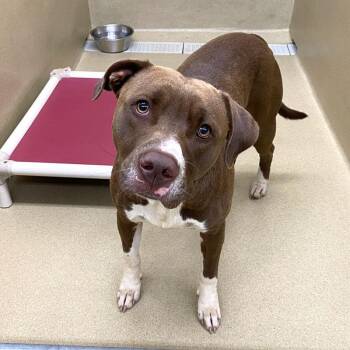 Jackson -  Pit Bull Terrier Dog for Adoption in Monroe, Georgia - Jackson | PetCurious