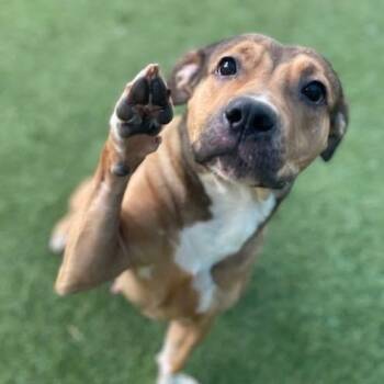 American Staffordshire Terrier Dogs Available for Adoption - Evie | PetCurious