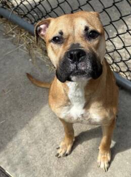Pit Bull Terrier Dogs Available for Adoption in Chicago, Illinois - Barlette | PetCurious