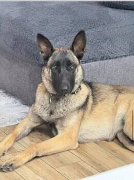 Nala Located in Arizona -  Belgian Shepherd Malinois Dog Available for Adoption in Imlay City, Michigan - Nala Located In Arizona | PetCurious