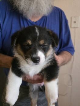 Baby boy  -  Pembroke Welsh Corgi Dog for Sale in Red Bluff, California - Baby Boy  | PetCurious