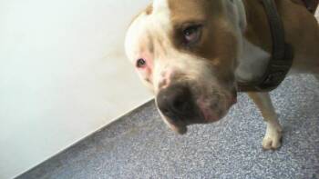 HORACE -  Pit Bull Terrier Dog for Adoption in Charlotte, North Carolina - HORACE | PetCurious