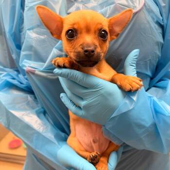 Jack Russell Terrier and Chihuahua Dogs Available for Adoption in West Palm Beach, Florida - Peanut Butter | PetCurious