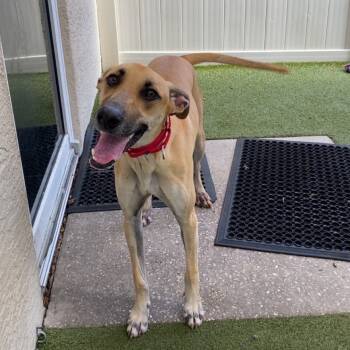 Rescue Mixed Breed and Beagle Dogs for Adoption in Titusville, Florida - Buddy | PetCurious