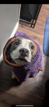 Milkshake -  American Bulldog and Terrier Dog for Adoption in New Haven, Connecticut - Milkshake | PetCurious