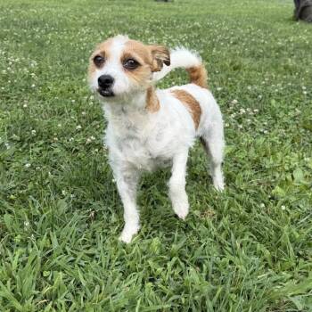 Darcy -  Rat Terrier and Jack Russell Terrier Dog for Adoption in Marshalltown, Iowa - Darcy | PetCurious