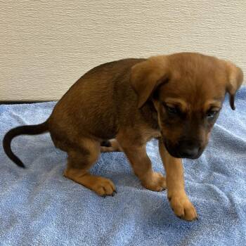 Evan -  Mixed Breed Dog for Adoption in Las Cruces, New Mexico - Evan | PetCurious