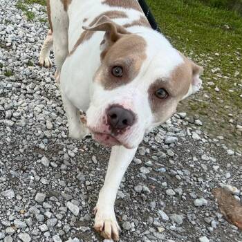 Pit Bull Terrier Dogs Available for Adoption in Tupelo, Mississippi - Brandi - 120302T | PetCurious