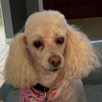 Izzy -  Maltipoo and Mixed Breed Dog for Adoption in Corpus Christi, Texas - Izzy | PetCurious
