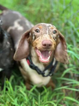 Dachshund Dogs Available for Adoption - Arthur | PetCurious