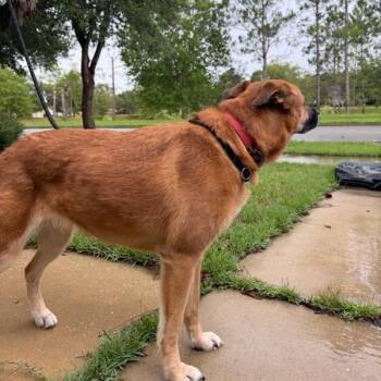 Ida -  Mixed Breed Dog for Adoption in Melrose, Florida - Ida | PetCurious