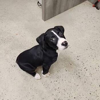 Gryphon -  Retriever Dog for Adoption in New Rochelle, New York - Gryphon | PetCurious