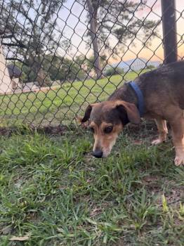 Dachshund Dogs Available for Adoption in Richmond, Texas - Haldol | PetCurious