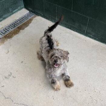 Captain Underpants -  Poodle and Mixed Breed Dog for Adoption in Carencro, Louisiana - Captain Underpants | PetCurious