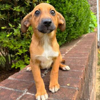 Mixed Breed Dogs Available for Adoption in Brownsboro, Alabama - Hubble | PetCurious