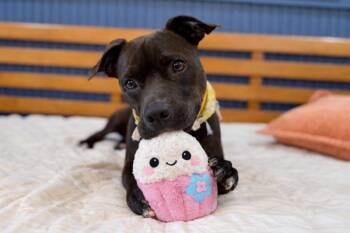 Pit Bull Terrier and Labrador Retriever Dogs Available for Adoption in Friendswood, Texas - Marty Melo All About The Cuddles | PetCurious