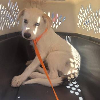 Bear Claw (Polar Bear) -  Terrier and Mixed Breed Dog for Adoption in Pacifica, California - Bear Claw (Polar Bear) | PetCurious