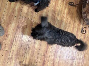 Shih Tzu Dogs Available for Adoption - Calla | PetCurious