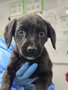 Terrier and Mixed Breed Dogs Available for Adoption - Skimmer | PetCurious