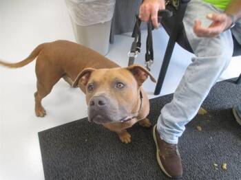 A385595 -  Pit Bull Terrier Dog for Adoption in Ocala, Florida - A385595 | PetCurious