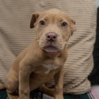 Pit Bull Terrier and Mixed Breed Dogs Available for Adoption in Pawling, New York - Glow Plug | PetCurious