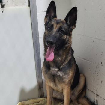 Anyla -  Mixed Breed Dog for Adoption in Lake Panasoffkee, Florida - Anyla | PetCurious