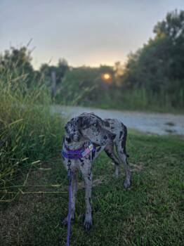 Maxine -  Great Dane Dog for Adoption in Mccormick, South Carolina - Maxine | PetCurious