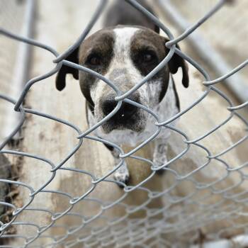 Cattle Dog Dogs Available for Adoption in Kirkland, Washington - Sandal - Rescued Pup Needs Foster 5/8! | PetCurious