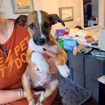 Donut -  Beagle and Cattle Dog Dog for Adoption - Donut | PetCurious