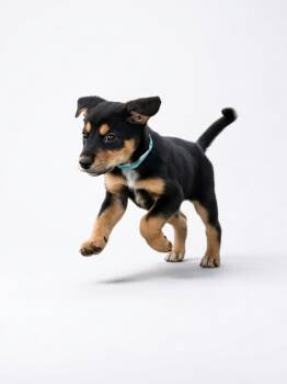 Porter -  Shepherd and Mixed Breed Dog for Adoption in Hudson, New York - Porter | PetCurious
