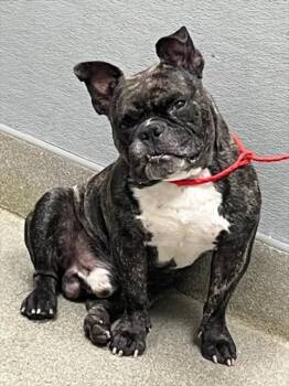 BREWFERD -  French Bulldog and Mixed Breed Dog for Adoption in Las Vegas, Nevada - BREWFERD | PetCurious