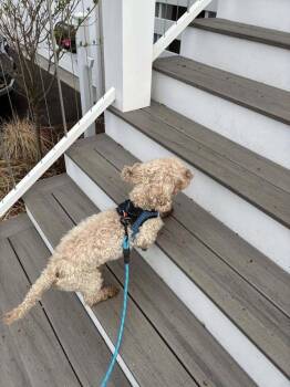 Lucky (GA) -  Poodle Dog for Adoption in New York, New York - Lucky (GA) | PetCurious