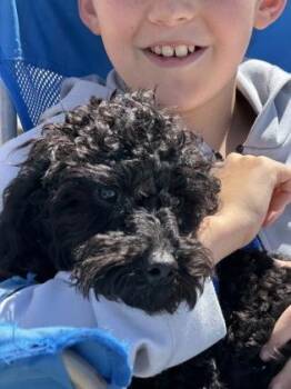 Poodle and Mixed Breed Dogs Available for Adoption in Fort Worth, Texas - Kolby | PetCurious