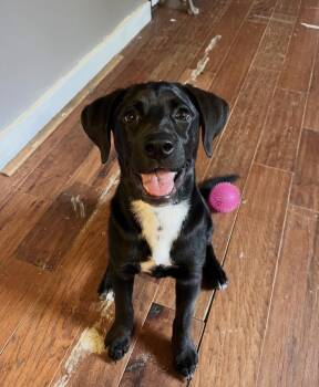 Cerbie -  Black Labrador Retriever and Hound Dog for Adoption in Madison, Wisconsin - Cerbie | PetCurious