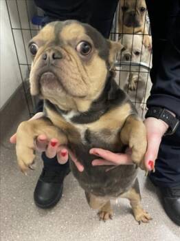 KREUX -  French Bulldog Dog for Adoption in Tracy, California - KREUX | PetCurious