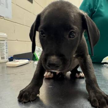 SCFL-Stray-66767_2_3_4 -  Mixed Breed Dog for Adoption in Lake Panasoffkee, Florida - SCFL-Stray-66767_2_3_4 | PetCurious