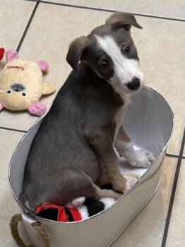 Boo -  Mixed Breed Dog for Adoption in Lutz, Florida - Boo | PetCurious