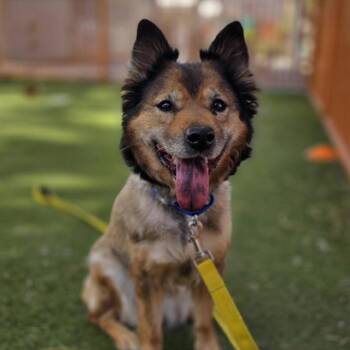 German Shepherd Dog and Mixed Breed Dogs Available for Adoption in Las Vegas, Nevada - JENKINS | PetCurious